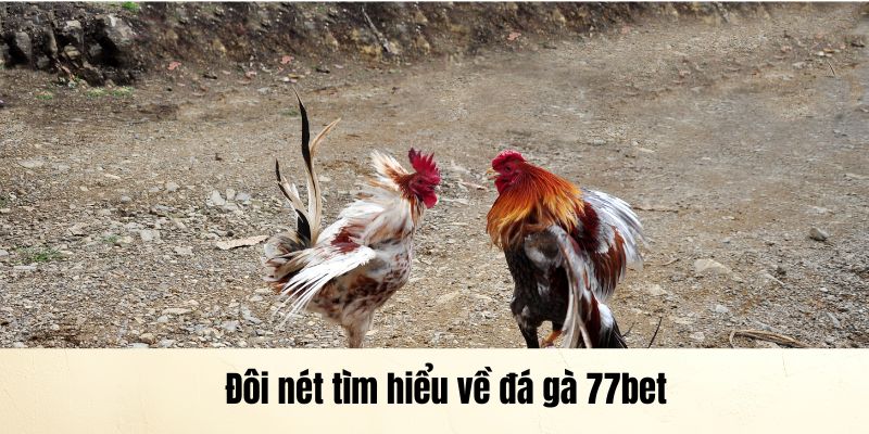 Đôi nét tìm hiểu về đá gà 77bet