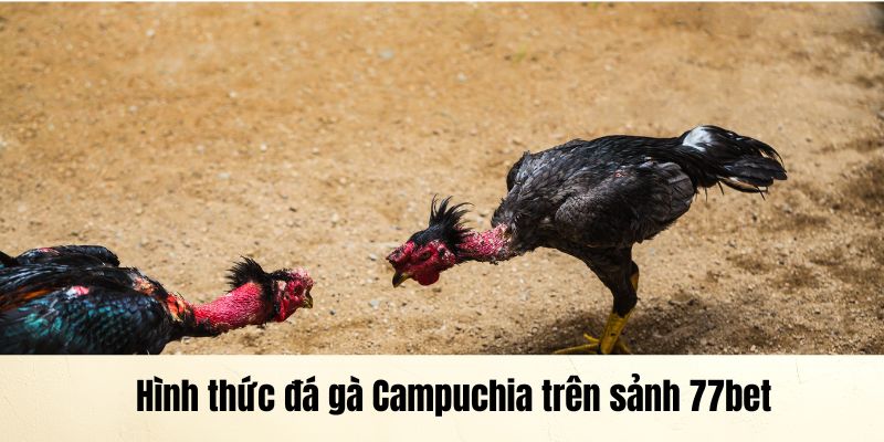 Hình thức đá gà Campuchia trên sảnh 77bet