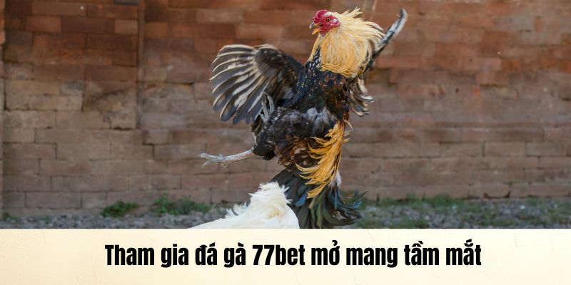 Tham gia đá gà 77bet mở mang tầm mắt