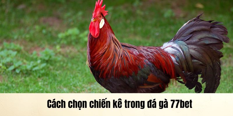 Cách chọn chiến kê trong đá gà 77bet