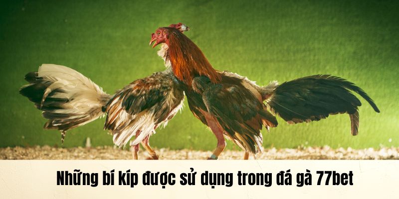 Những bí kíp được sử dụng trong đá gà 77bet 